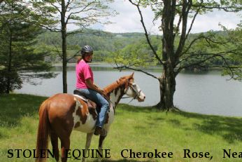 STOLEN EQUINE Cherokee Rose, Near Lake Wylie, SC, 29710